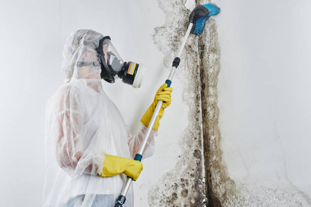 Best Certified Mold Removal  in Russell, GA