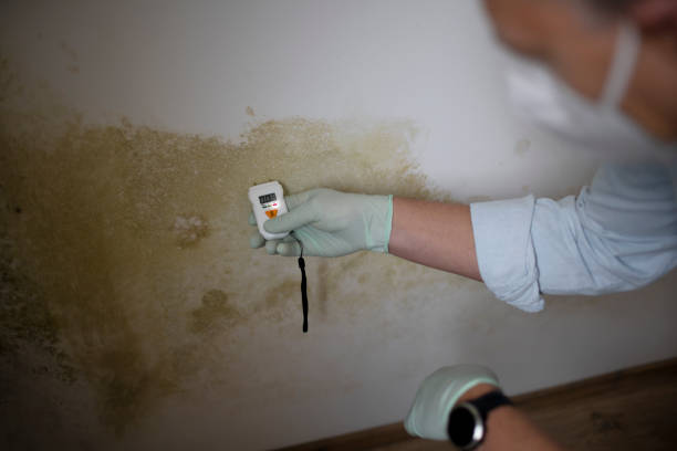 Best Mold Inspection  in Russell, GA