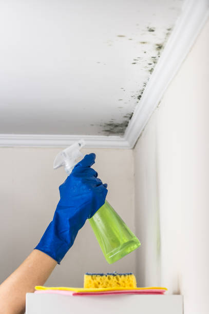 Best Professional Mold Removal  in Russell, GA